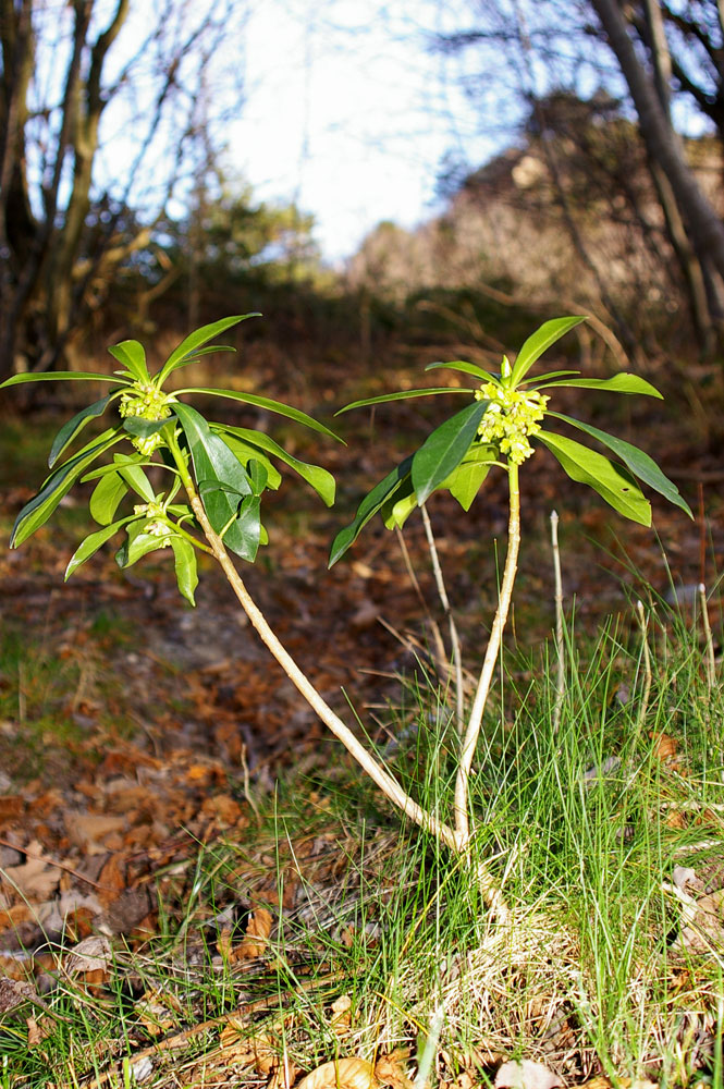 Daphne laureola / Dafne laurella